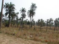 thumbs/Ghana-Togo 037.JPG